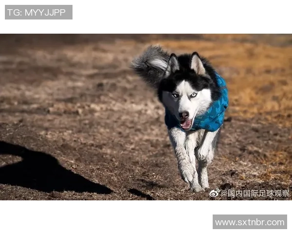 哈士奇足球:探索可爱犬种与激情运动的完美结合之旅 哈士奇足球:探索可爱犬种与激情运动的完美结合之旅